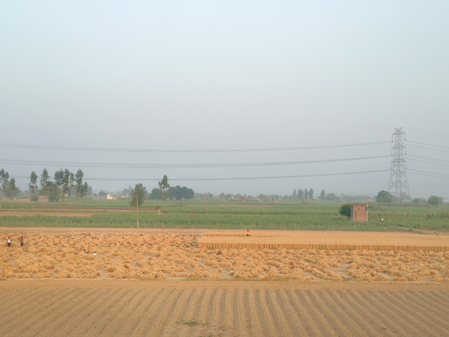 No major pest incidence, strong procurement point to steady wheat output: Govt