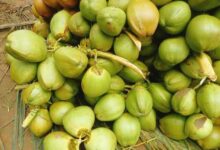 TN’s Pollachi tender coconut exports impacted as freight costs surge amid West Asia crisis