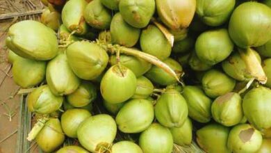 TN’s Pollachi tender coconut exports impacted as freight costs surge amid West Asia crisis