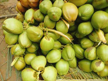 TN’s Pollachi tender coconut exports impacted as freight costs surge amid West Asia crisis