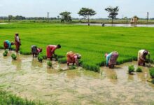 TN: Farmers in Tiruchy demand water release as heatwave dries canals, threatens crops