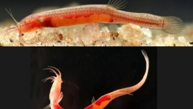 Rare fish species found in underground waters of Assam’s Goalpara; CM Sarma hails discovery