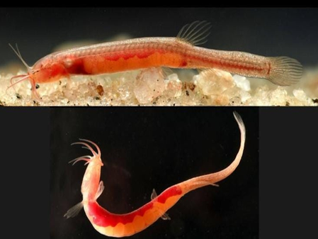 Rare fish species found in underground waters of Assam’s Goalpara; CM Sarma hails discovery