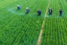 US flags China-linked illegal pesticide influx