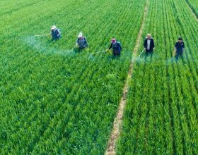 US flags China-linked illegal pesticide influx