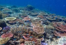 Australian minister urges enhanced protection for Great Barrier Reef