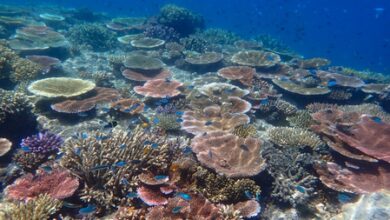 Australian minister urges enhanced protection for Great Barrier Reef