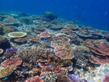 Australian minister urges enhanced protection for Great Barrier Reef