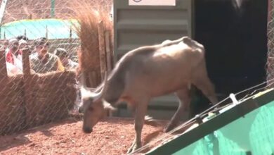 Madhya Pradesh reintroduces wild buffaloes in Kanha, eyes cheetah relocation in Nauradehi