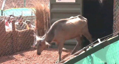 Madhya Pradesh reintroduces wild buffaloes in Kanha, eyes cheetah relocation in Nauradehi