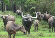 Assam’s Kaziranga launches translocation of 15 wild water buffaloes to Madhya Pradesh’s Kanha Tiger Reserve