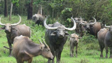 Assam’s Kaziranga launches translocation of 15 wild water buffaloes to Madhya Pradesh’s Kanha Tiger Reserve
