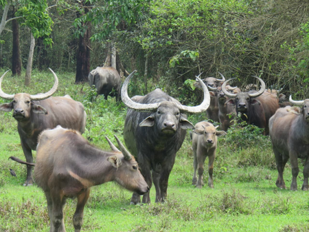 Assam’s Kaziranga launches translocation of 15 wild water buffaloes to Madhya Pradesh’s Kanha Tiger Reserve