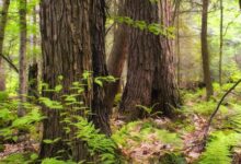 TN: Water troughs filled in forests in Tiruppur, Erode to tackle scarcity, protect wildlife