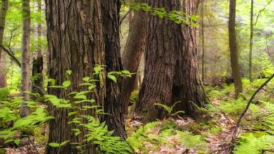 TN: Water troughs filled in forests in Tiruppur, Erode to tackle scarcity, protect wildlife