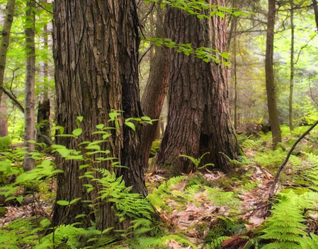 TN: Water troughs filled in forests in Tiruppur, Erode to tackle scarcity, protect wildlife