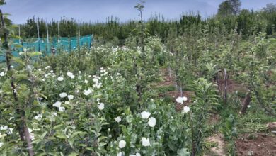 Police destroy poppy cultivation in J&K’s Anantnag, register five FIRs