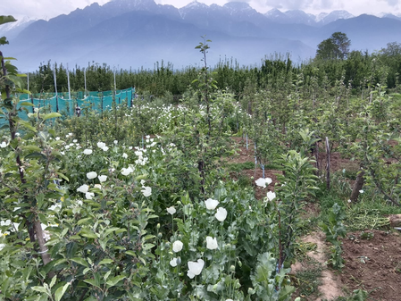 Police destroy poppy cultivation in J&K’s Anantnag, register five FIRs