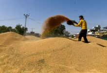 MP govt extends wheat procurement window to May 23