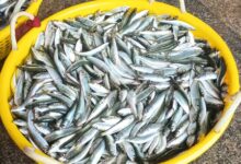 Sardine surge lifts India’s marine catch