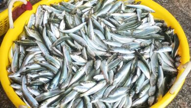 Sardine surge lifts India’s marine catch