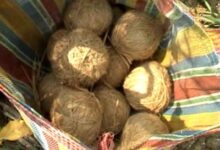 From poll violence to terror supply chains: West Bengal’s crude bomb industry under NIA scanner