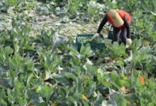 S. Korea vows efforts to secure stable supplies of agricultural inputs amid Mideast crisis