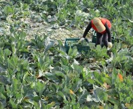 S. Korea vows efforts to secure stable supplies of agricultural inputs amid Mideast crisis