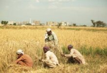 Pakistan: Protests held to demand fixing of minimum support price of wheat, abolishing corporate farming