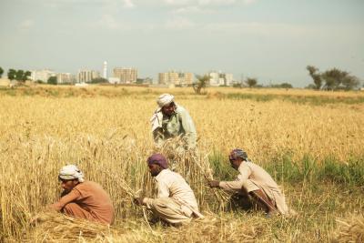 Pakistan: Protests held to demand fixing of minimum support price of wheat, abolishing corporate farming