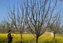 FIR registered after apple trees chopped down in J&K’s Sopore