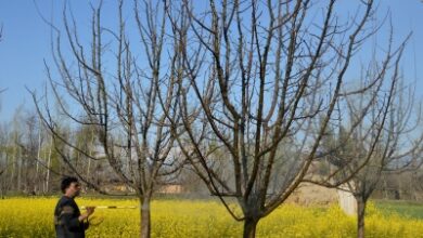 FIR registered after apple trees chopped down in J&K’s Sopore