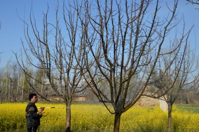 FIR registered after apple trees chopped down in J&K’s Sopore