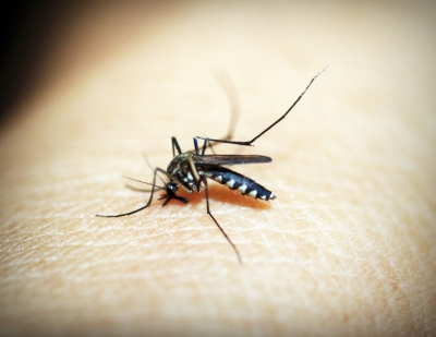 Gujarat sees 92 pc fall in malaria cases over decade, records low positivity rate