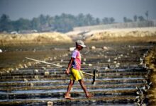 Trade deal with US to hit poor Bangladesh farmers: Expert