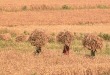 Wheat procurement at MSP to begin today in parts of MP; Cong to stage protest over delays