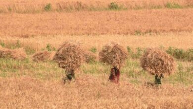 Wheat procurement at MSP to begin today in parts of MP; Cong to stage protest over delays