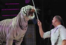 Russia orders criminal investigation after circus tiger jumps into crowd