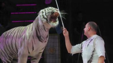 Russia orders criminal investigation after circus tiger jumps into crowd