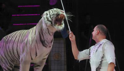Russia orders criminal investigation after circus tiger jumps into crowd