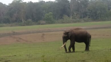 Wild elephant kills elderly woman in Tripura’s Khowai, residents vent ire on officials