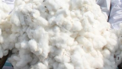Cabinet okays ‘Mission for Cotton Productivity’ with Rs 5,659 crore outlay