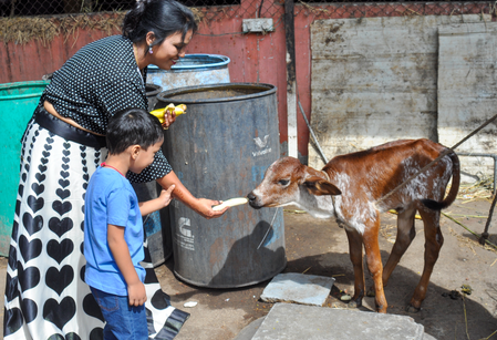 National animal status to cow: Former Babri Masjid litigant, Hindu seers welcome Jamiat chief’s suggestion National animal status to cow: Former Babri Masjid litigant, Hindu seers welcome Jamiat chief’s suggestion