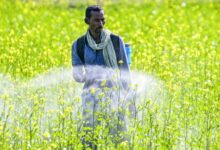 Diversified incomes, irrigation to shield India’s agri sector from El Niño: Report