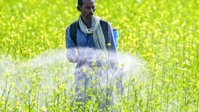 Diversified incomes, irrigation to shield India’s agri sector from El Niño: Report