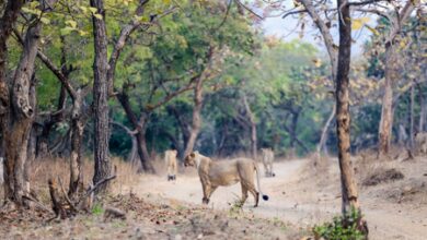 Gujarat: Eight Gir lion cubs die in suspected babesiosis cases; no new deaths in 48 hours