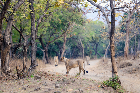 Gujarat: Eight Gir lion cubs die in suspected babesiosis cases; no new deaths in 48 hours