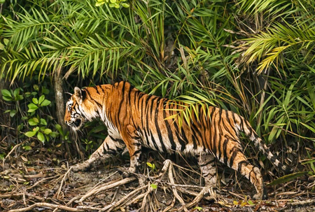 Gujarat working towards permanent tiger habitation: Forest Minister at IBCA pre-event