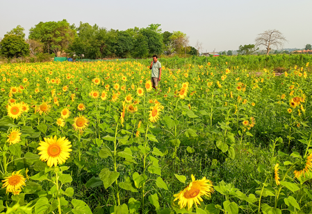Cabinet okays increase in MSP for 14 kharif crops