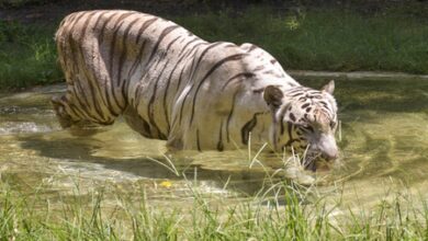 India home to five of world’s seven big cat species, says Bhupender Yadav ahead of IBCA Summit